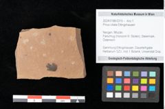 Foto (Objekt + Etikett) von Pinus ciliata Ettingshausen (NHMW-GEO-2024-0188-0319)
